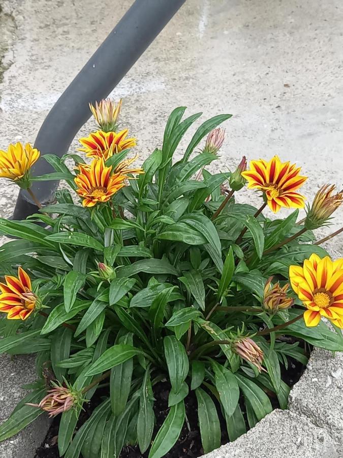 Iva Apartmani Jajce Bagian luar foto